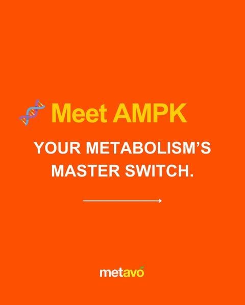 Ever heard of AMPK?
It’s like your metabolism’s on/off switch and Metavo helps flip it on 🔥
Here’s why that matters.